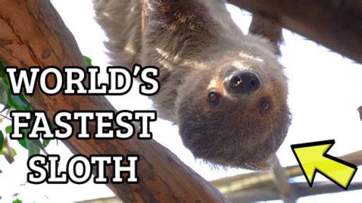 How fast can a sloth run