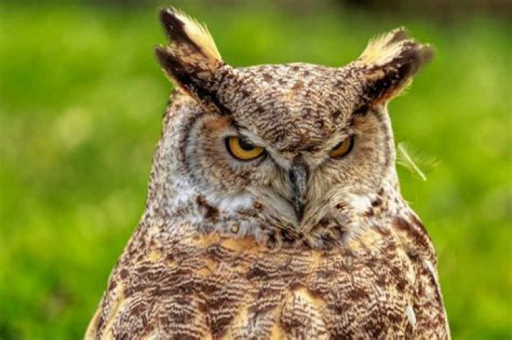 What is the Biggest Owl in the World?